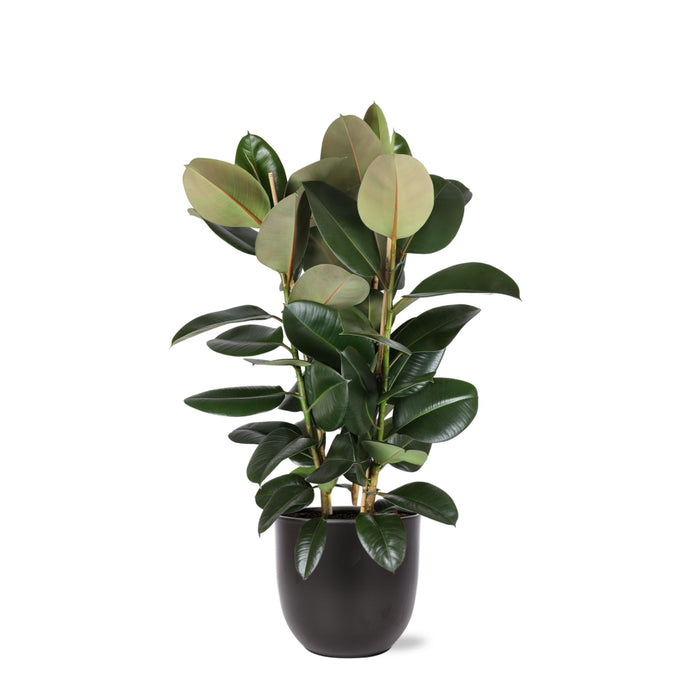 ficus-elastica-robusta-o27cm-↕115cm-in-boule-antraciet-pot