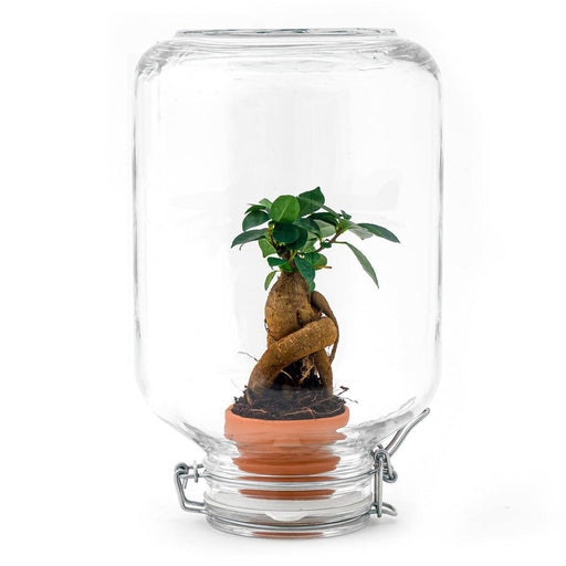 easyplant-ficus-ginseng-bonsai-mini-ecosysteem