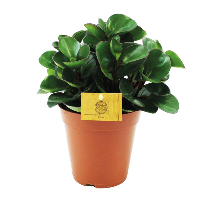 peperomia-burning-bush-o15cm-↕25cm