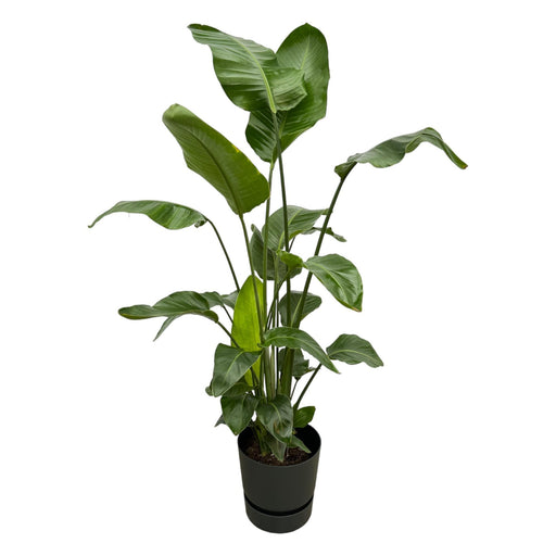 strelitzia-nicolai-inclusief-elho-greenville-round-zwart-160cm-o30