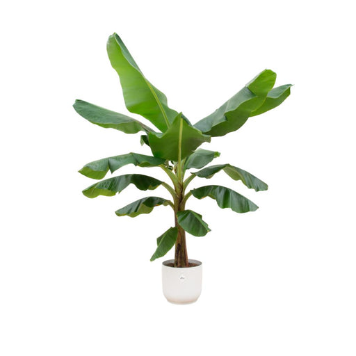 combi-deal-bananenplant-musa-inclusief-elho-vibes-fold-round-wit-o30-180-cm