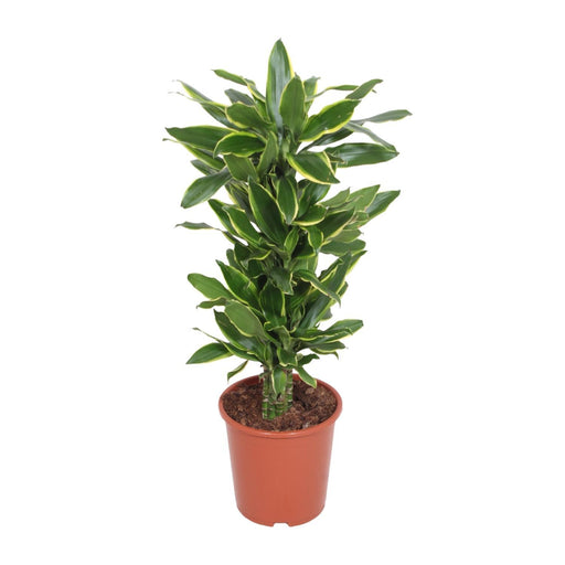 dracaena-golden-coast-o27cm-↕110cm