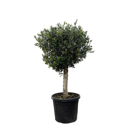 olea-europaea-lorc-200cm-o40