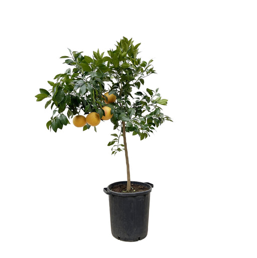 citrus-pompelmo-150-cm-o40