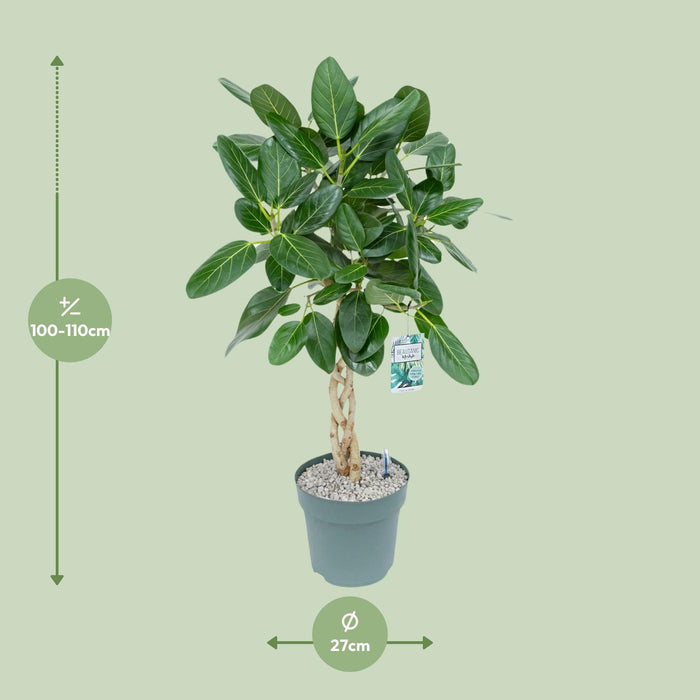 ficus-altissima-o27cm-↕110cm