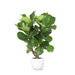 ficus-lyrata-vertakt-o27cm-↕130cm-in-boule-wit-pot