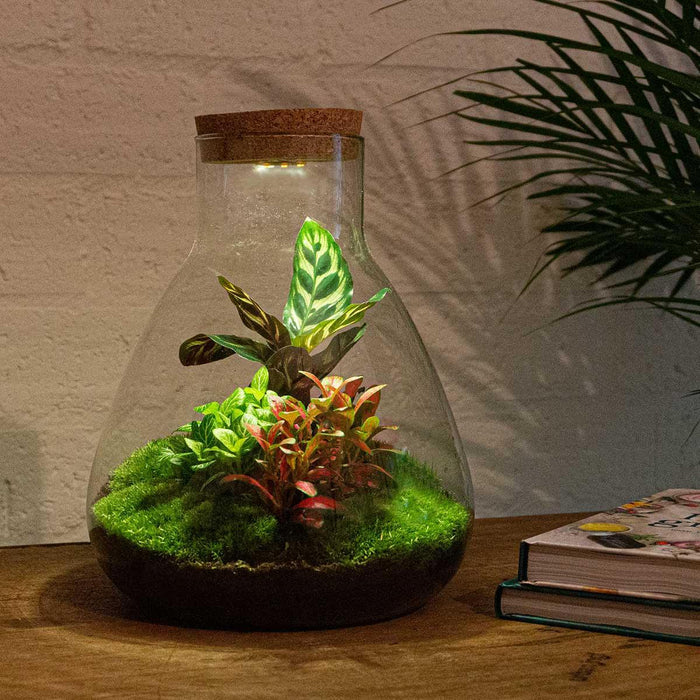 diy-terrarium-sam-calathea-with-light-↕-30-cm-rake-shovel