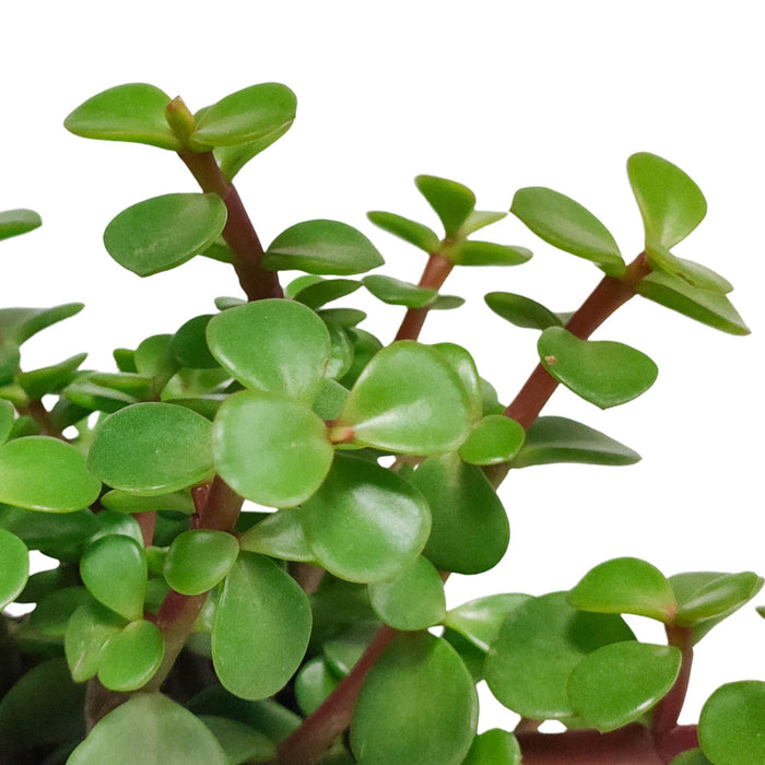 portulacaria-afra-zonder-pot