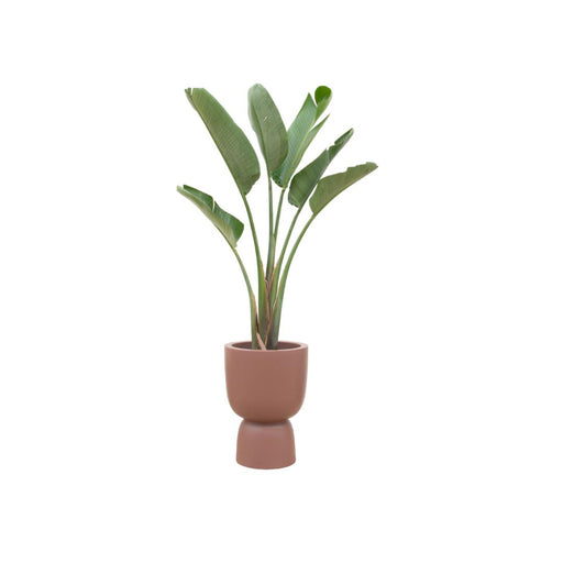 combi-deal-strelitzia-augusta-inclusief-elho-pure-coupe-bruin-o41-210-cm