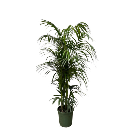 kentia-palm-230-cm-o38