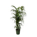 kentia-palm-230-cm-o38