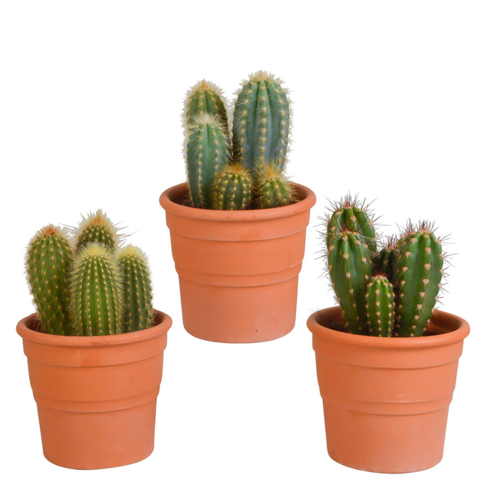 cereus-mix-10-5cm-3x-in-terracotta-pot