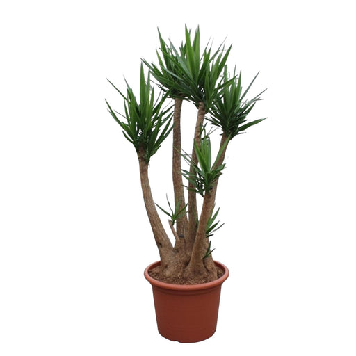 yucca-elephantipes-vertakt-230-cm-o60