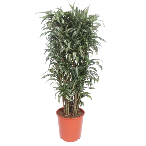 dracaena-warneckei-compacta-140-cm-o30