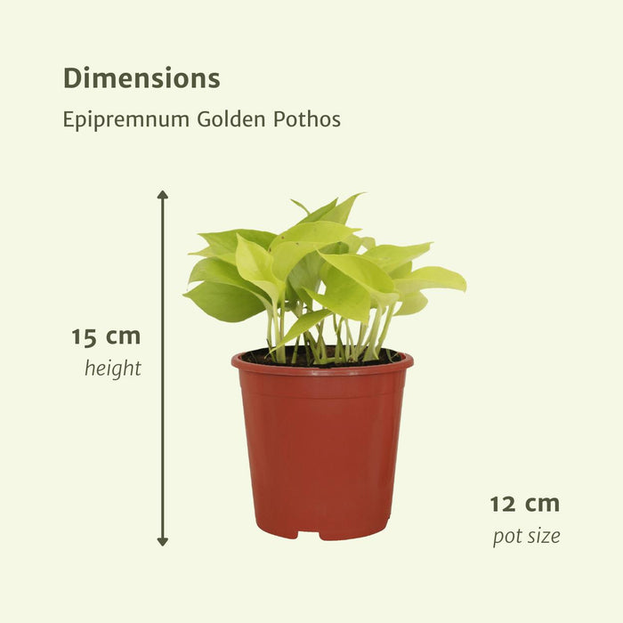 4x-epipremnum-golden-pothos-scindapsus-15cm-o12