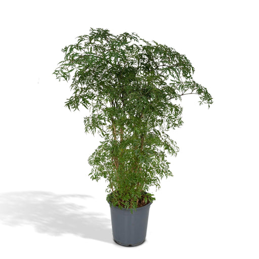 polyscias-fruticosa-aralia-75cm-o21