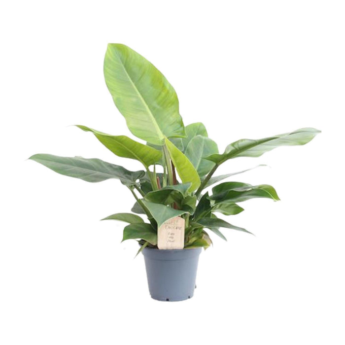 philodendron-imperial-green-o17cm-↕50cm-1