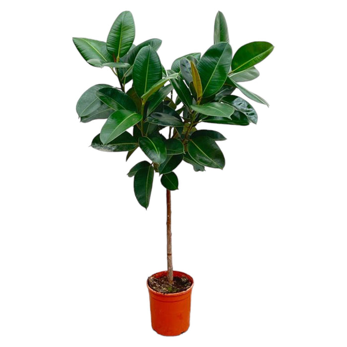 ficus-elastica-robusta-op-stam-130-cm-o24