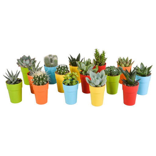 cactus-en-vetplanten-mix-5-5-cm-15-stuks-in-gekleurde-plasticpot