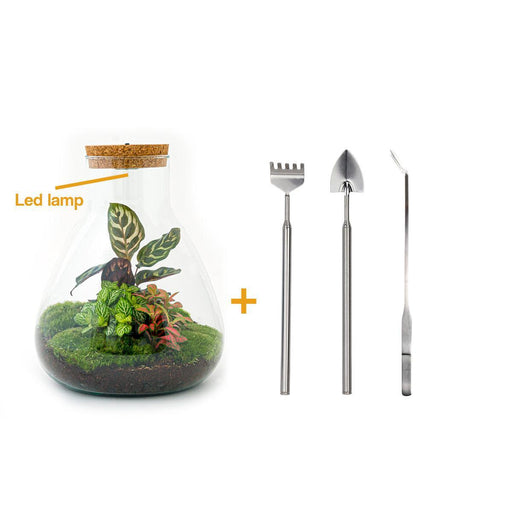 diy-terrarium-sam-calathea-with-light-↕-30-cm-rake-shovel-tweezer