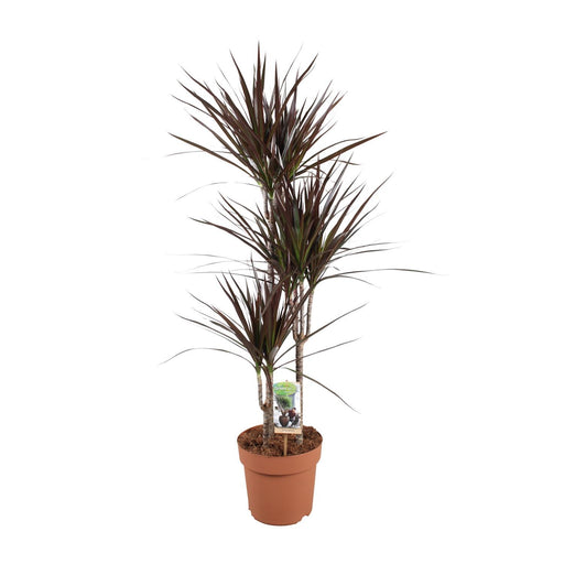 dracaena-magenta-o21cm-↕120cm