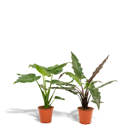 alocasia-cucullata-60cm-o19cm-alocasia-lauterbachiana-75cm-o19cm