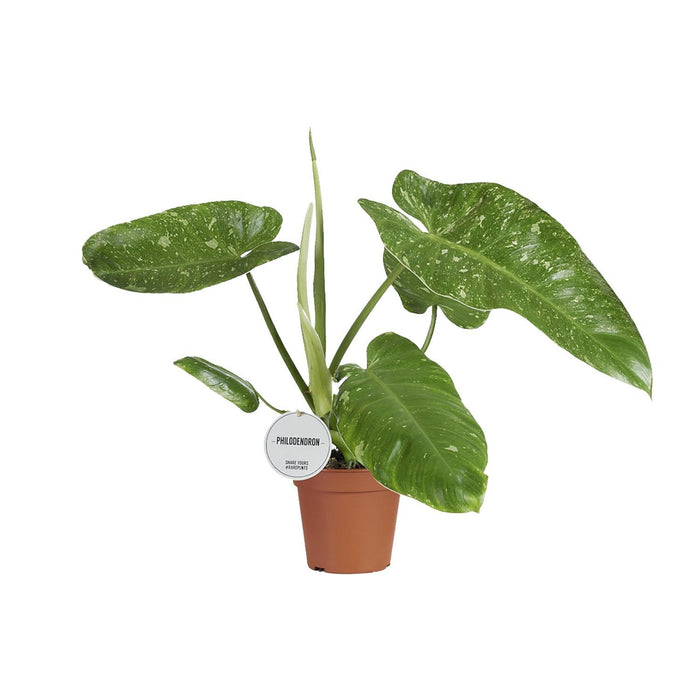 philodendron-jose-buono-o15cm-↕45cm