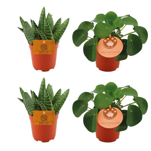 2x-aloe-paradisicum-2x-pilea-peperomoides-4-stuks-o10-5cm-↕10cm