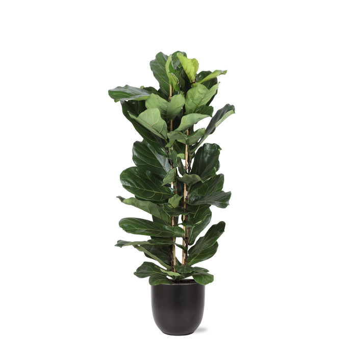 ficus-lyrata-o27cm-↕140cm-in-boule-antraciet-pot