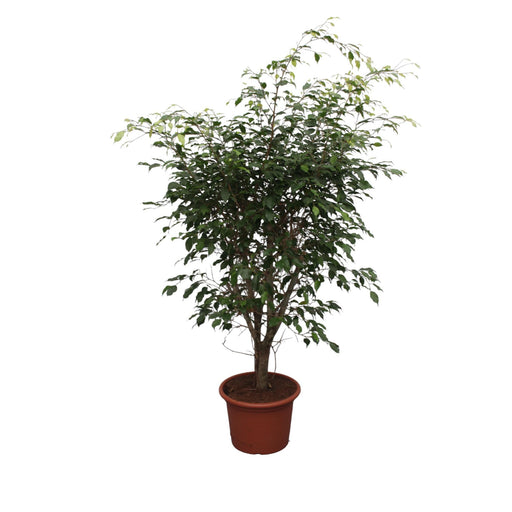 ficus-benjamina-exotica-vertakt-150-cm-o40