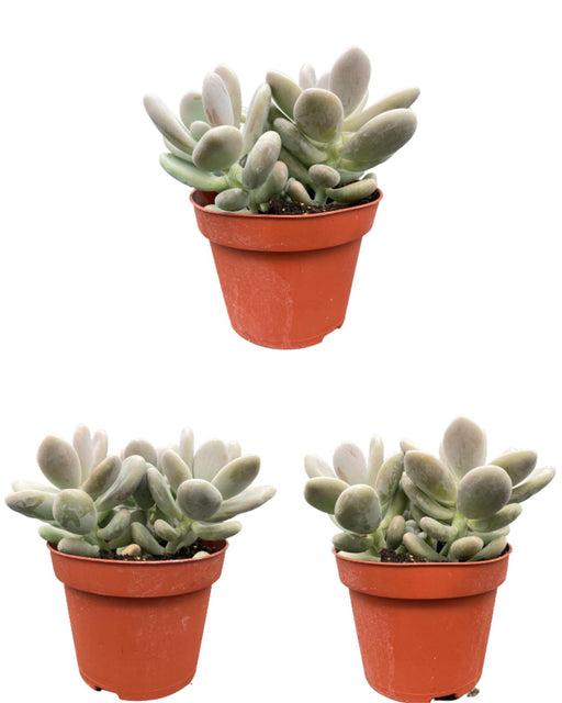 succulenten-pachyphytum-oviferum-↕15-20cm-3-stuks-normal-o12-cm