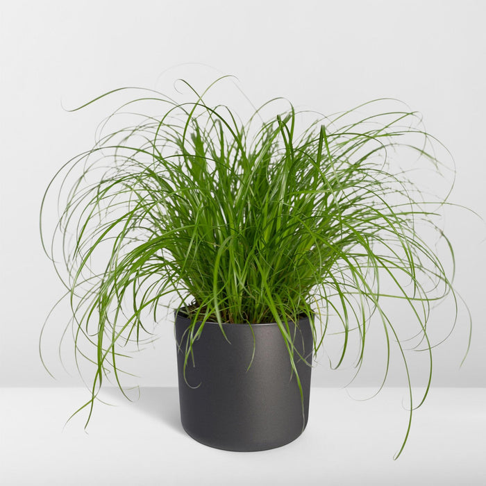 cyperus-alternifolius-kattengras-20cm-o12