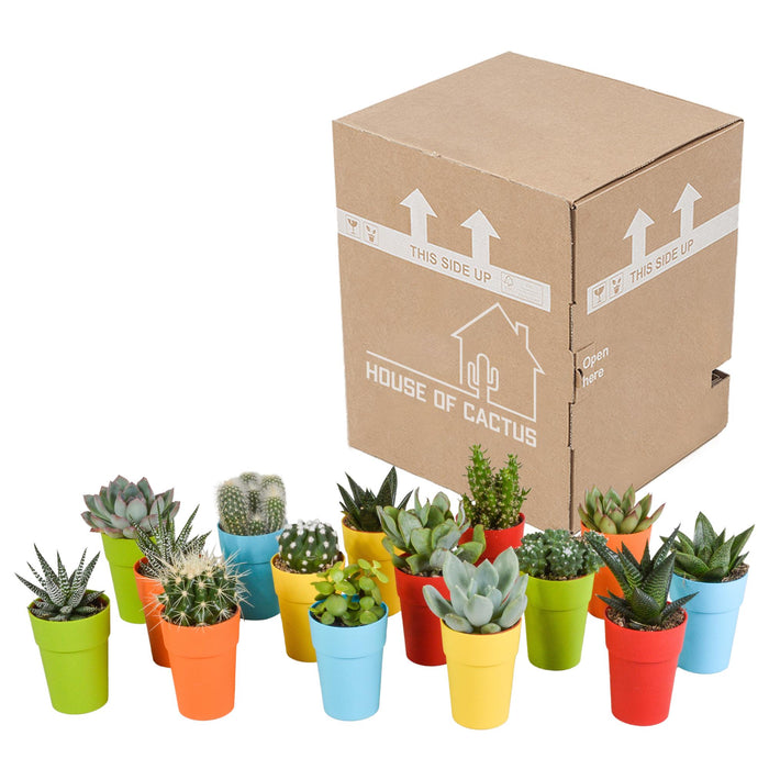 cactus-en-vetplanten-mix-5-5-cm-15-stuks-in-gekleurde-plasticpot