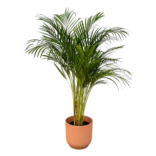 areca-palm-130cm-o24cm-inclusief-elho-vibes-fold-round-roze-d30xh27