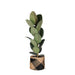 ficus-elastica-robusta-o21cm-↕90cm-in-albury-black-print-mand