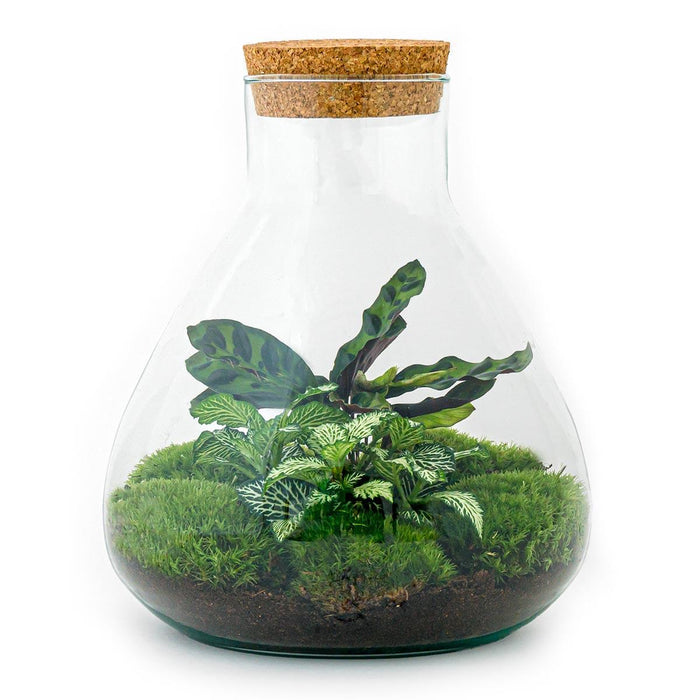 diy-terrarium-sammie-↕-27-cm