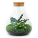 diy-terrarium-sammie-↕-27-cm