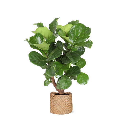 ficus-lyrata-vertakt-o24cm-↕110cm-in-albury-natural-mand