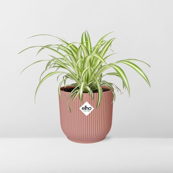 chlorophytum-comosum-variegatum-in-elho-vibes-fold-14cm-roze