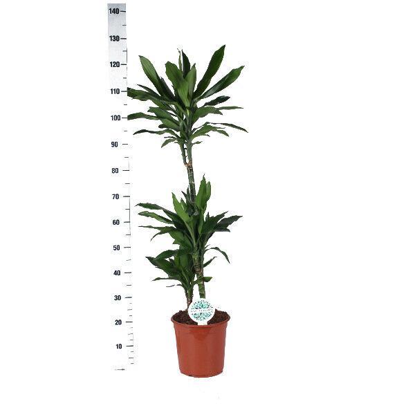 dracaena-janet-lindt-o24cm-↕120cm