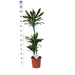 dracaena-janet-lindt-o24cm-↕120cm