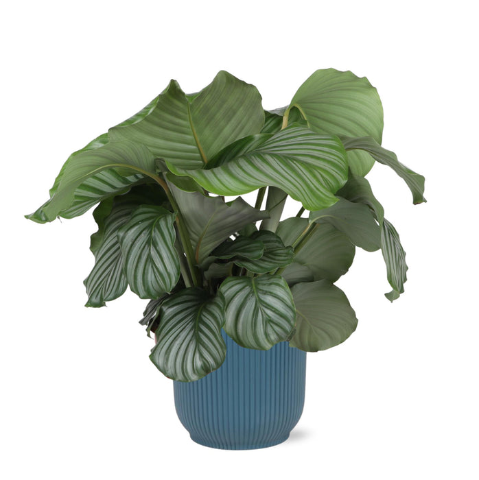 calathea-orbifolia-o21cm-↕70cm-in-vibes-blue-pot