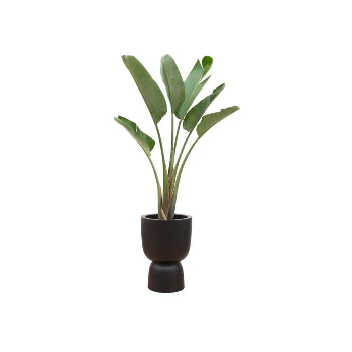 combi-deal-strelitzia-augusta-inclusief-elho-pure-coupe-zwart-o41-210-cm