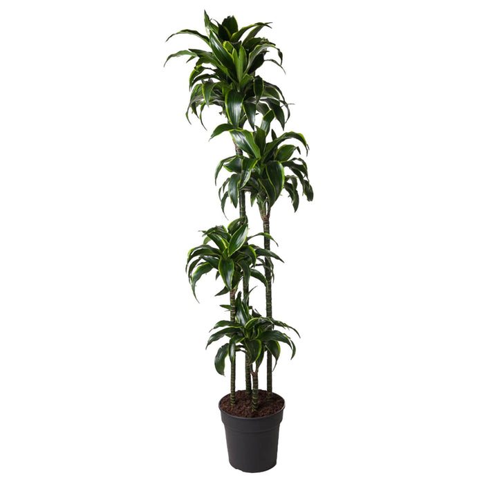 dracaena-dorado-170-cm-o27