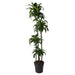 dracaena-dorado-170-cm-o27