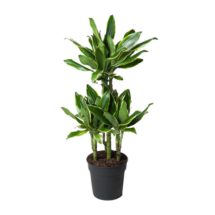 dracaena-gold-coast-o21cm-↕90cm