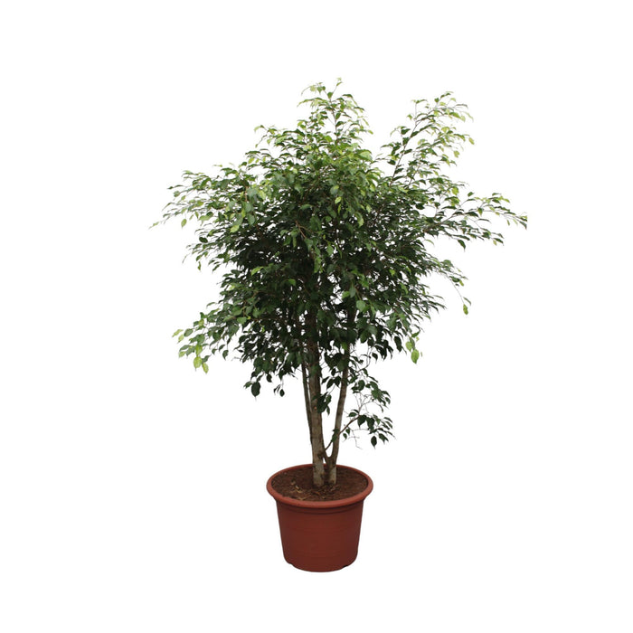 ficus-benjamina-exotica-vertakt-190-cm-o50