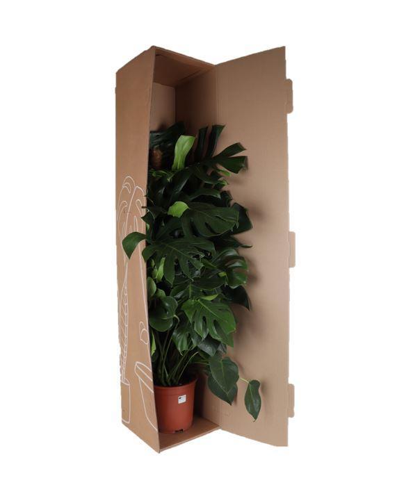 monstera-deliciosa-mosstok-o27cm-↕150cm