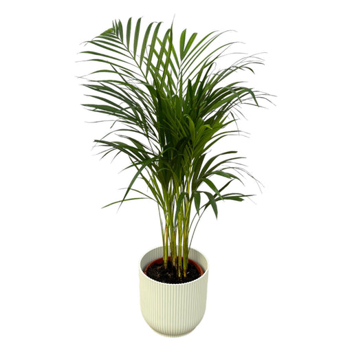 areca-palm-85cm-o19cm-inclusief-elho-vibes-fold-round-wit-d22xh20