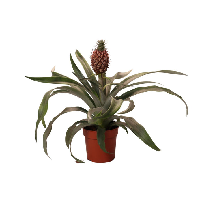 ananas-rosita-o12cm-↕35cm